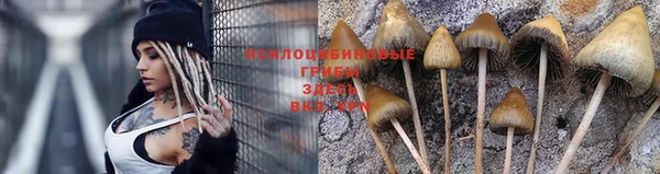 индика Пестово
